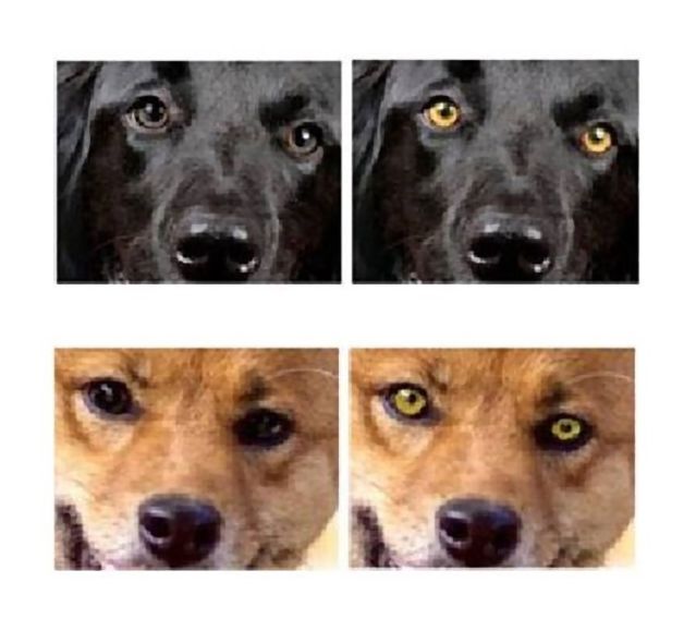 A kutyákról készült fotók párokra állítva, eredeti és világosabb szemszínnel
