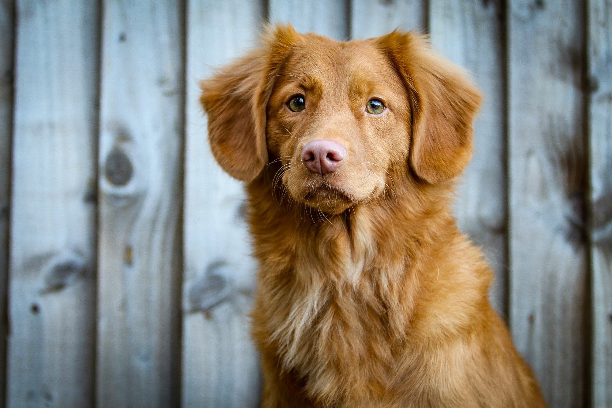 ELTE-kutatás: a kutyák az emberekhez hasonlóan értik a szavakat
