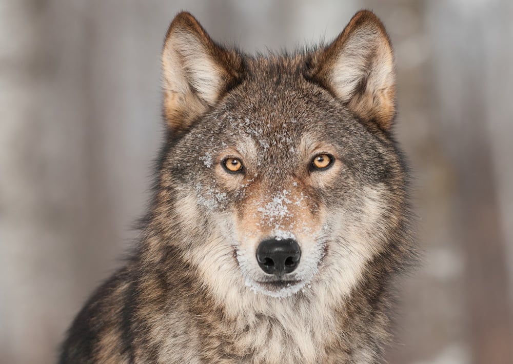 A farkasok világosabb szemszíne segítheti őket a kommunikációban