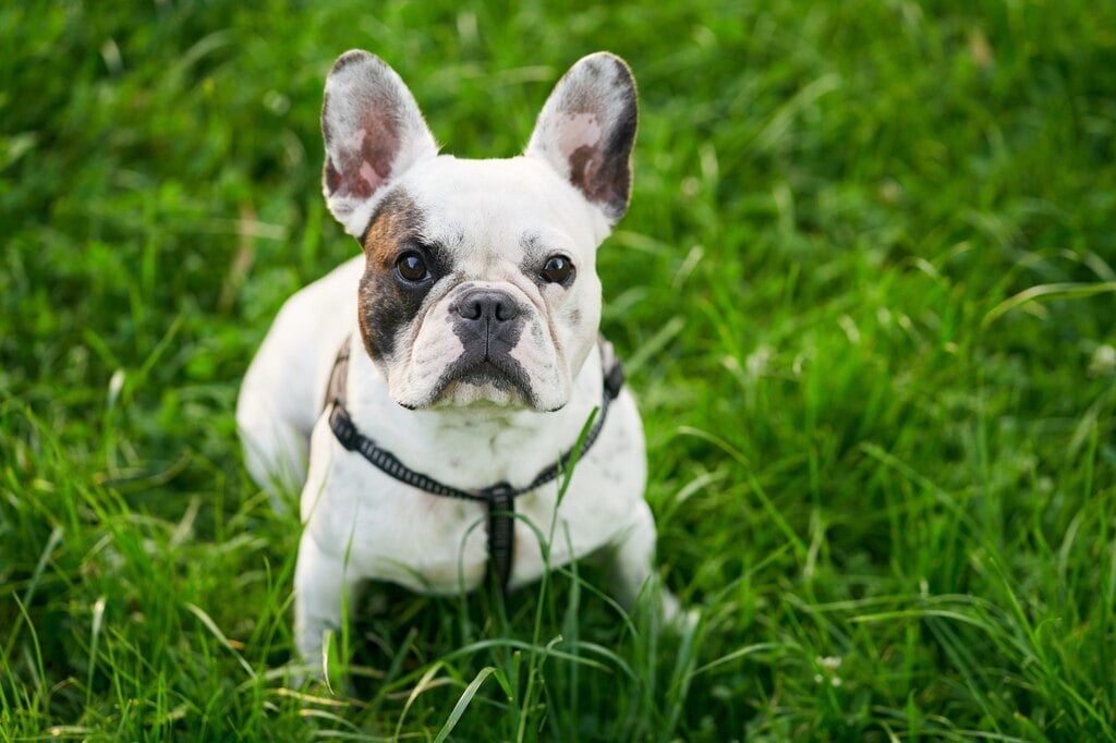 Francia bulldog - A legnépszerűbb kutyafajta az Amerikai Kennel Klub adatai alapján