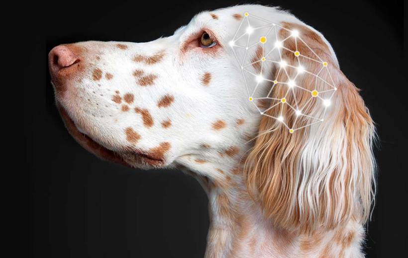 Kutyaepilepszia - az agyi működészavart az idegsejtek kóros elektromos tevékenysége okozza