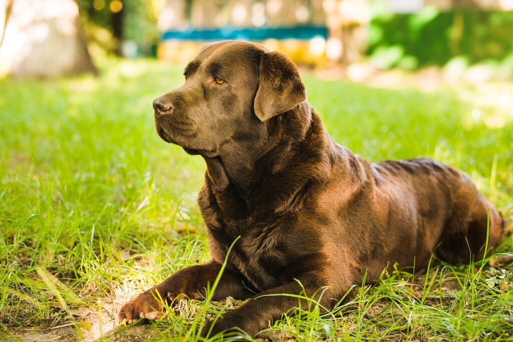 Labrador retriever - A második legnépszerűbb kutyafajta