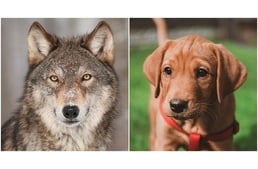 Igéző tekintet - Miért van a legtöbb kutyának barna szeme? 