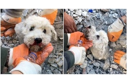 Videón a kiskutya, akit napokkal a földrengés után ástak ki a romok alól