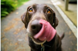 A kutyák agyában is tetten érhető, hogy milyen ételt szeretnek
