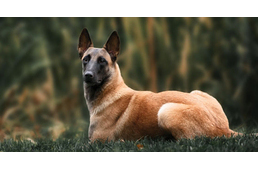 Ausztriában is kiképeznek egy kutyát a koronavírus kiszagolására