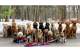 Falkában sétáltatnak kutyákat New Yorkban - minden séta után csoportkép készül a csapatról