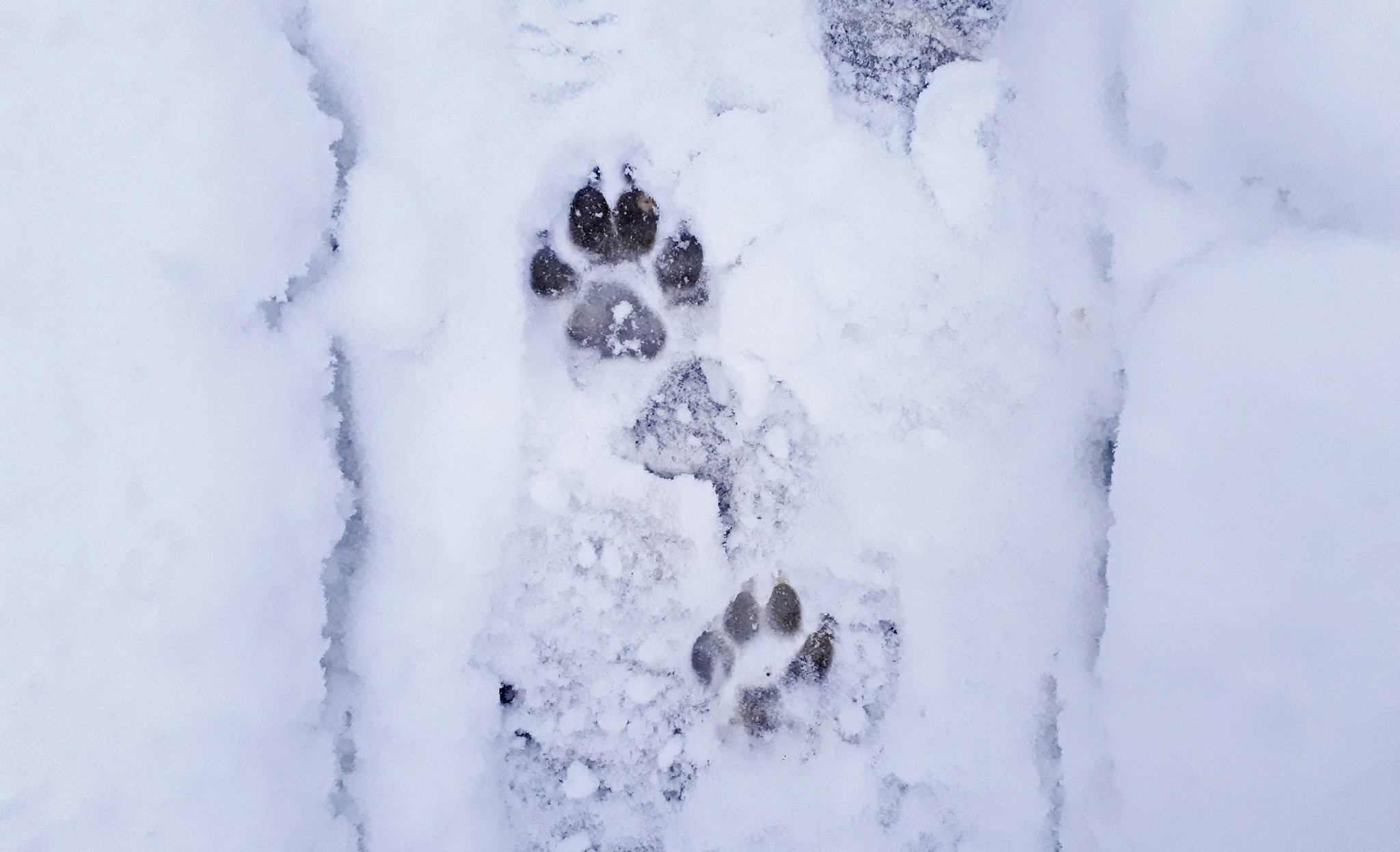 A hóban élvezetes a séta - a tappancsok épségére viszont vigyázzunk! 