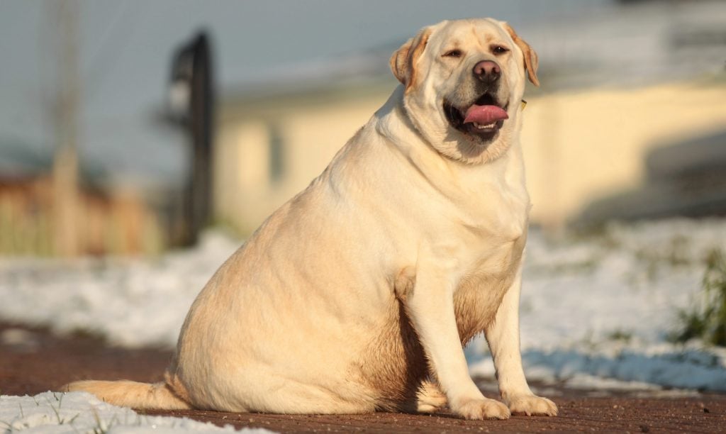 Az elhízás a leggyakoribb táplálkozással összefüggő betegség kutyáknál - tegyünk ellene