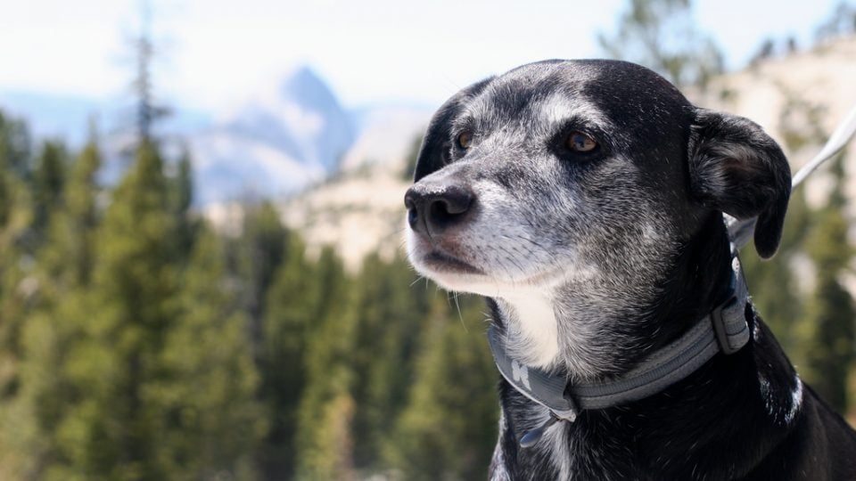 Kirándulás új helyen - az idős kutya is örülni fog a változatosságnak, új élményeknek
