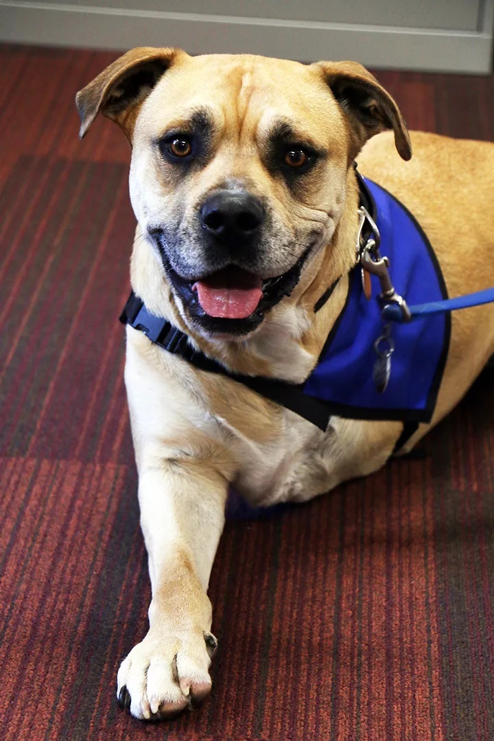 Chance, a háromlábú kutya terápiás feladatokat lát el a gyermekkórházban
