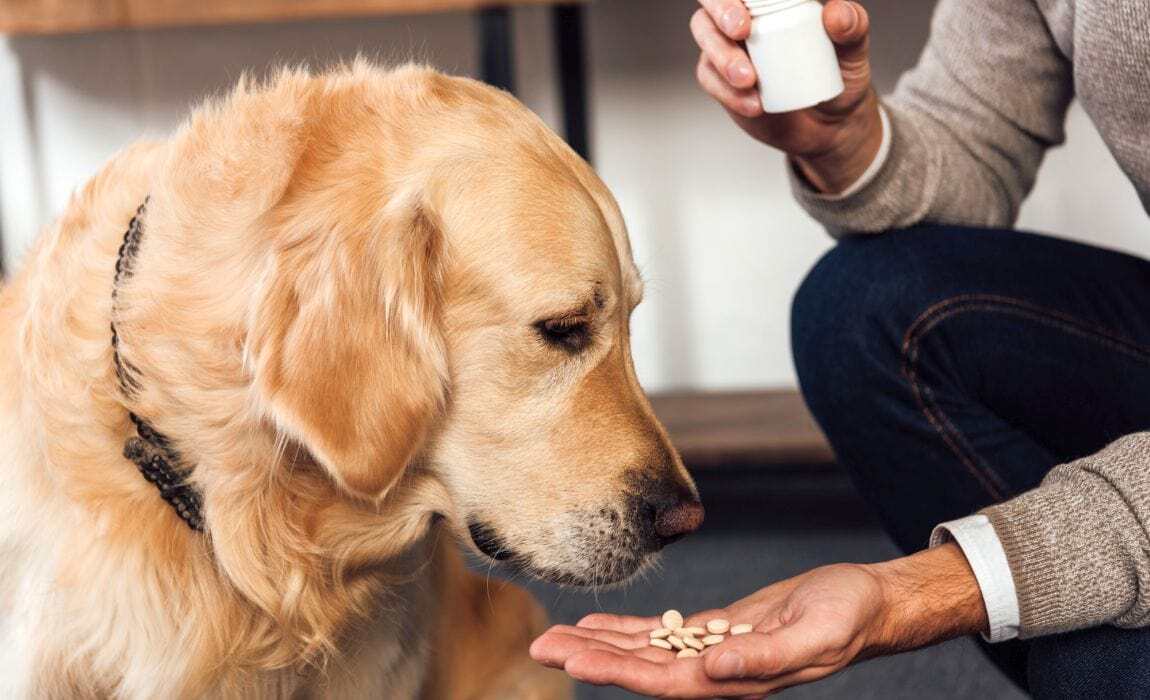 Kevés olyan kutya van, aki szívesen veszi be a gyógyszert