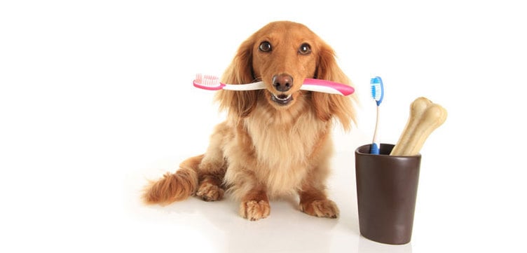 A fogápolás kutyánknál is legyen a mindennapos rutin része