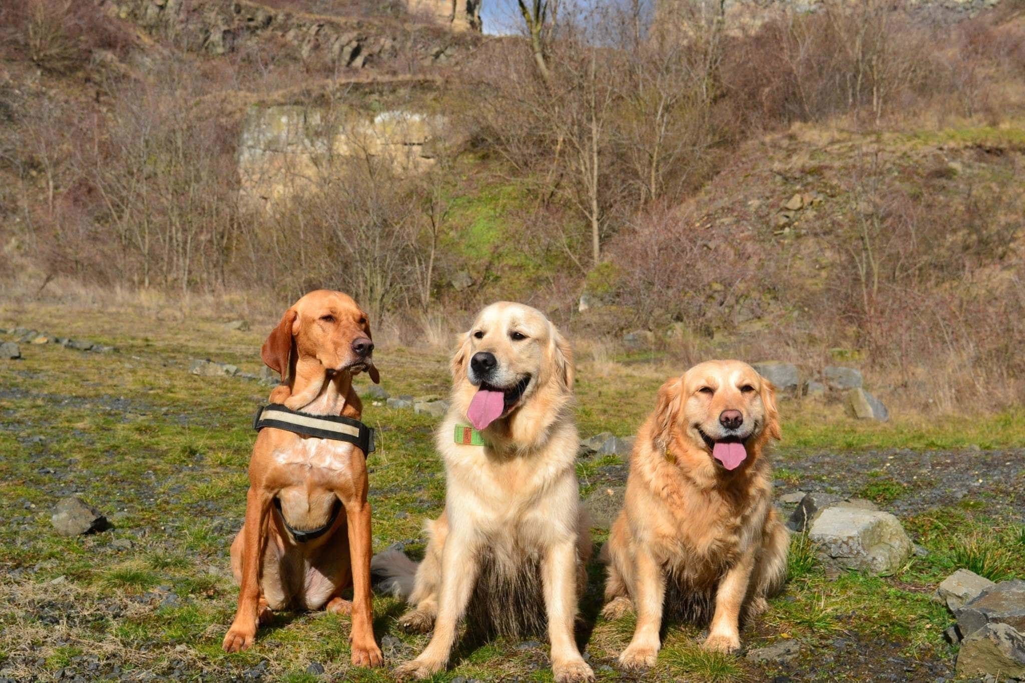 Bonnie, Spenót és Smile kutyagolja körbe a Balatont Lucával és Renivel