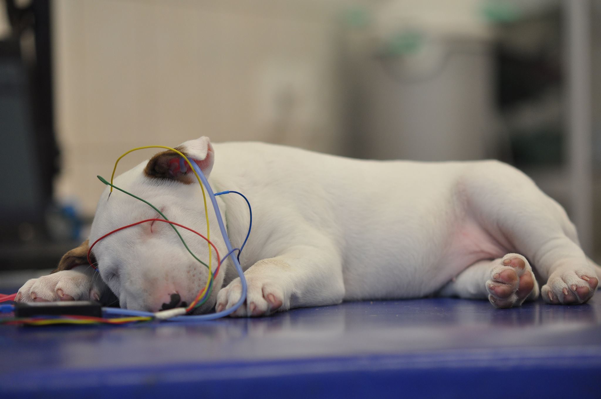 Hallásvizsgálat kutyáknál - egy kölyök bullterrier BAER-teszt közben