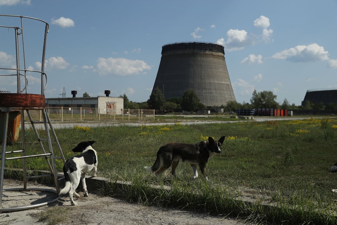 A hátrahagyott kutyák leszármazottai ma is az erőmű közelében élnek