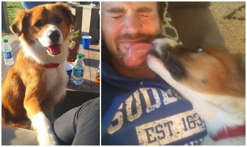 Chris Evans színész és örökbefogadott kutyája, Dodger