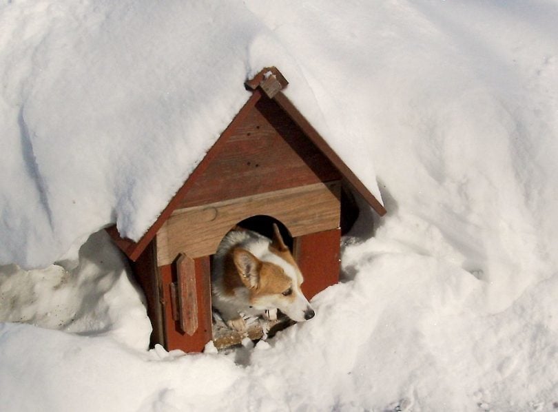 A kutyaháznak biztonságos menedéket kell nyújtania télen is