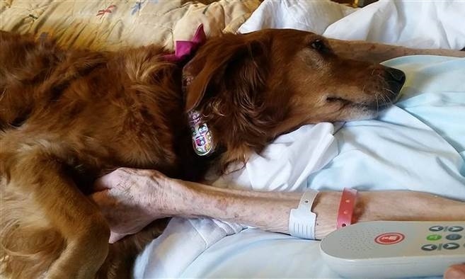 A terápiás kutya jelenléte békével tölti el a súlyos betegeket