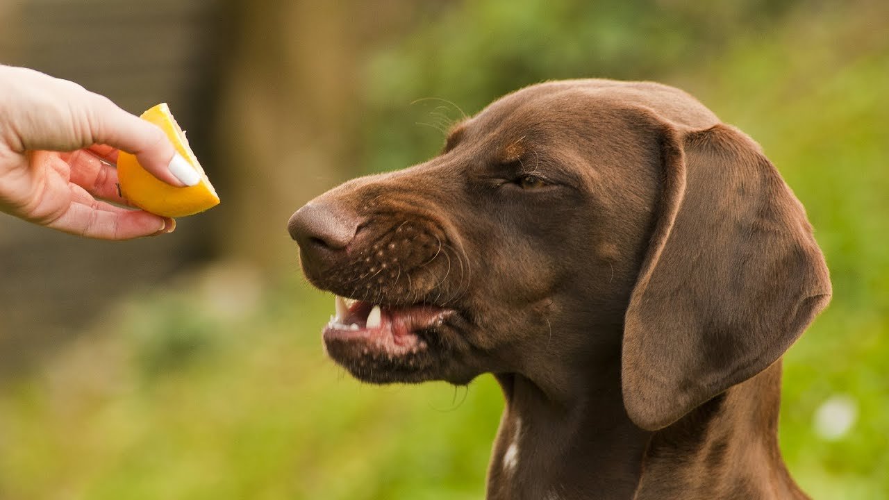 Arckifejezések kutyáknál - a citrom megkóstolását követő grimasz
