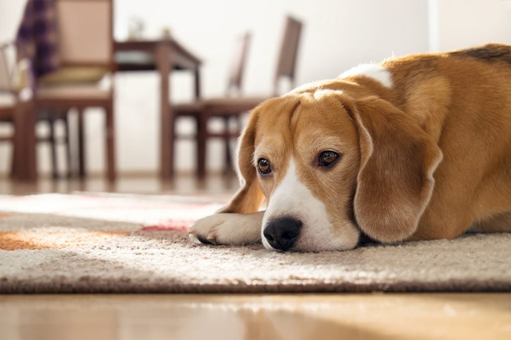 Vesebetegség, májprobléma kutyáknál - Többek között bágyadtság, rossz szájszag is utalhat rá