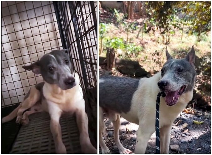 15 évig élt ketrecbe zárva Bruno kutya - elképzelhető, mennyire örült a szabadságnak