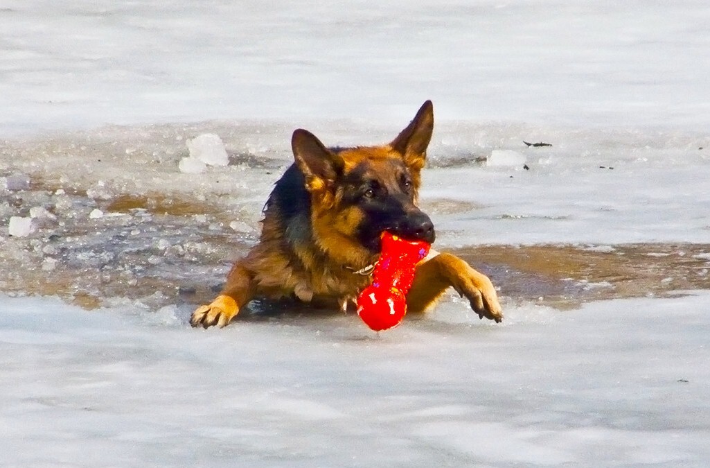 A kutya életébe is kerülhet, ha a jégen játszik és beszakad alatta