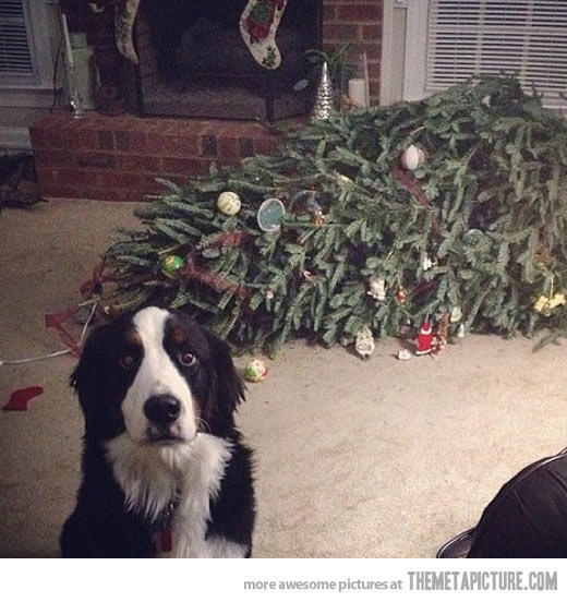 Esküszöm, hogy magától borult fel a karácsonyfa... Vajon elhitte a gazdi?