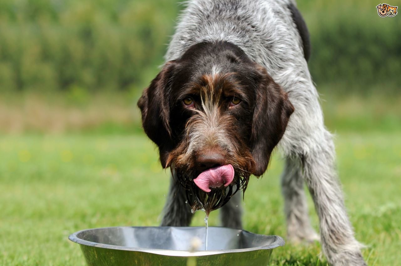 Betegségre is utalhat, ha a kutya folyton szomja, túl sokat iszik