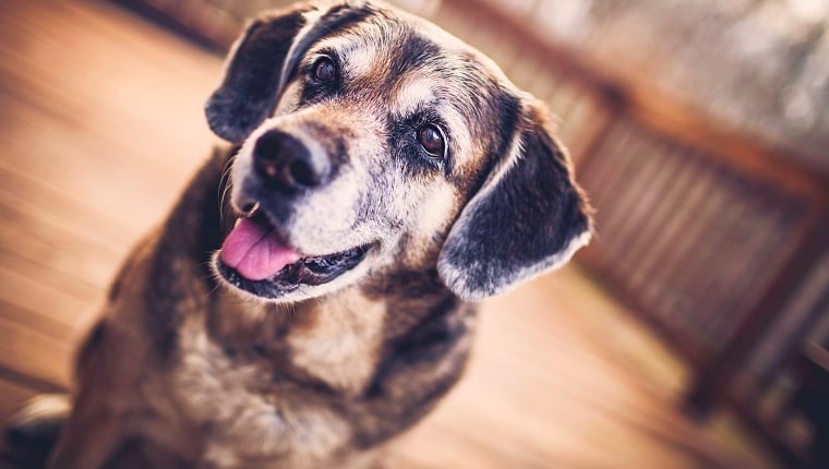 Idős kutya a családban - Tippek a boldog nyugdíjas évekhez