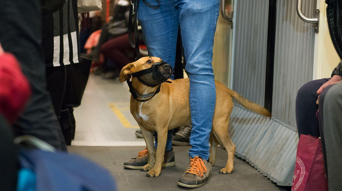 Kutyával a metrón - a szájkosár kötelező