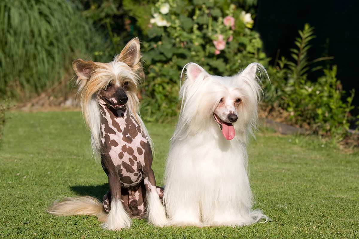 Napégés kutyáknál - Bizonyos fajták fogékonyabbak a nap káros sugaraira Kínai meztelenkutya (szőrtelen és púderpamacs)