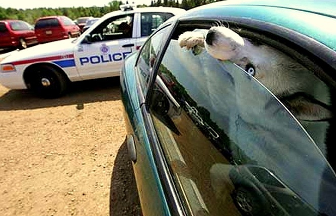 Kutya a forró autóban - hívjuk ki a rendőrséget is!