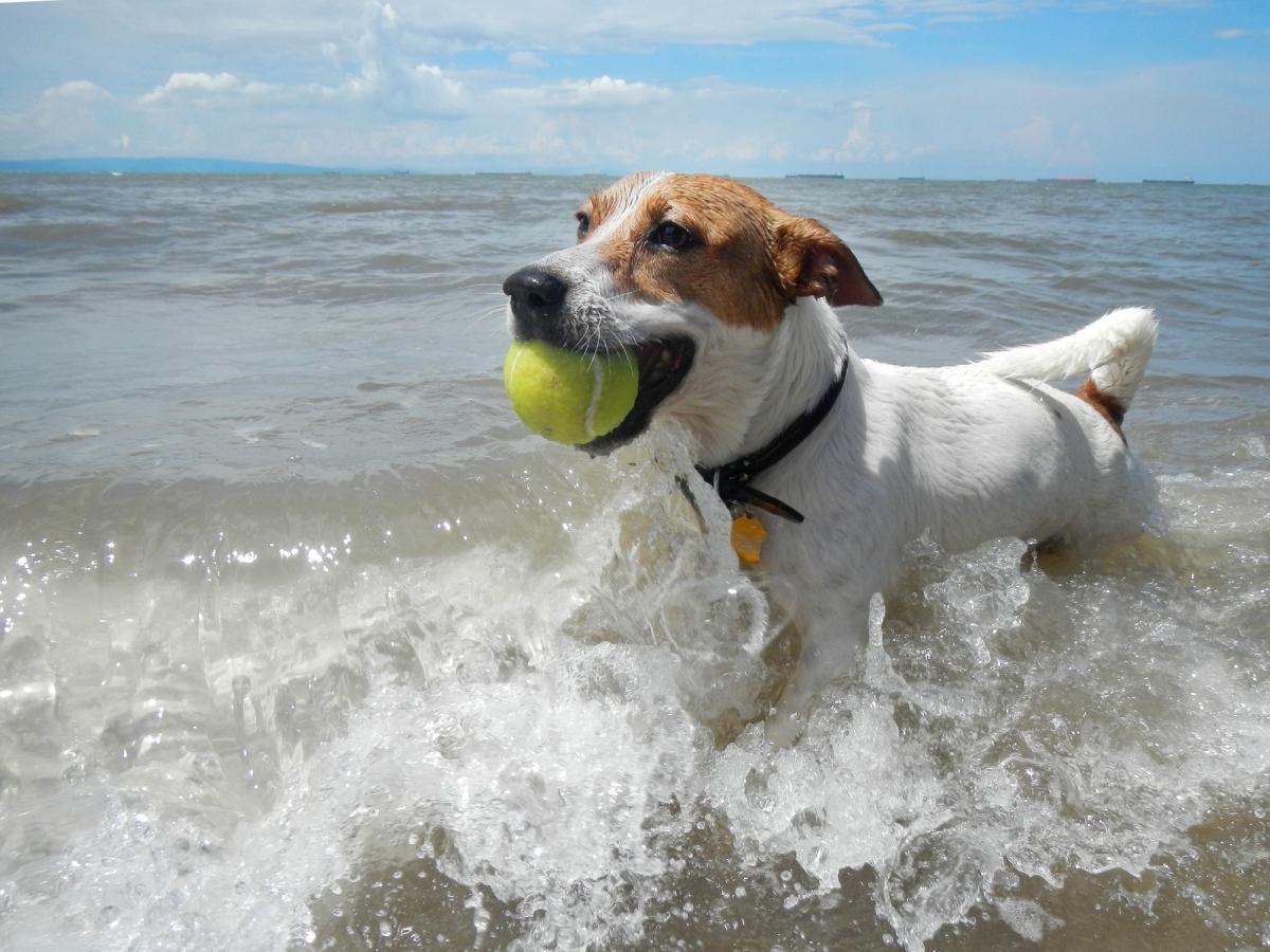 Sómérgezés kutyáknál - Tengerparti nyaralásnál is vigyázzunk vele
