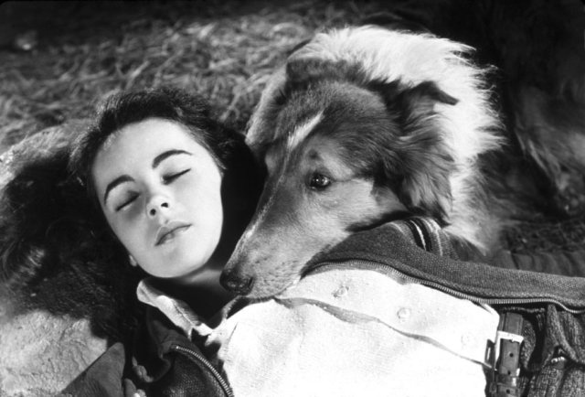 A gyerekszereplő Elizabeth Taylor és Lassie ( Pal)