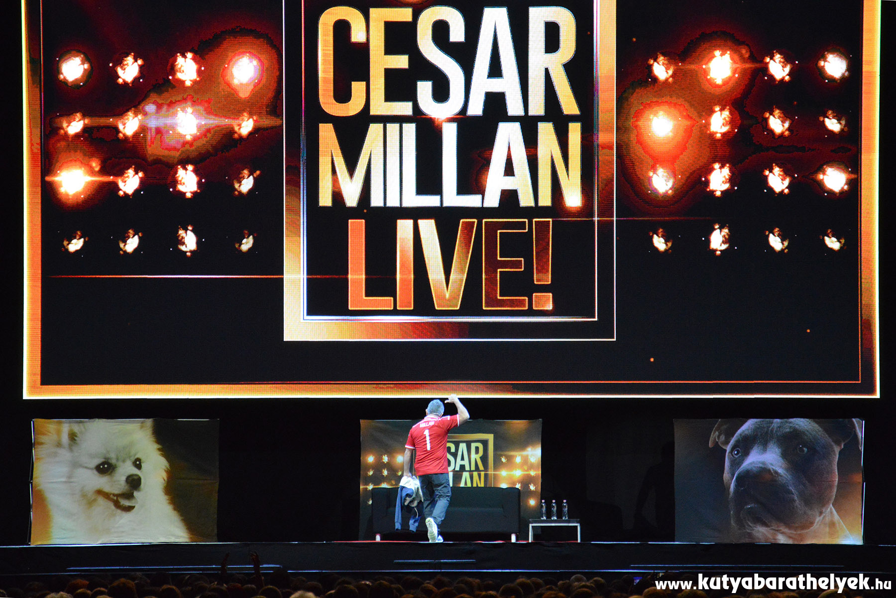 Cesar Millan Live Budapest - A kutyadoki magyar címeres mezben