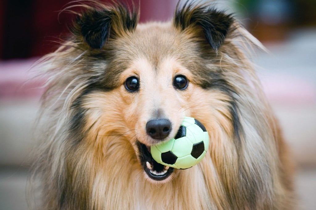 Benti játékok kutyáknak - Tanítsd meg játékai nevét