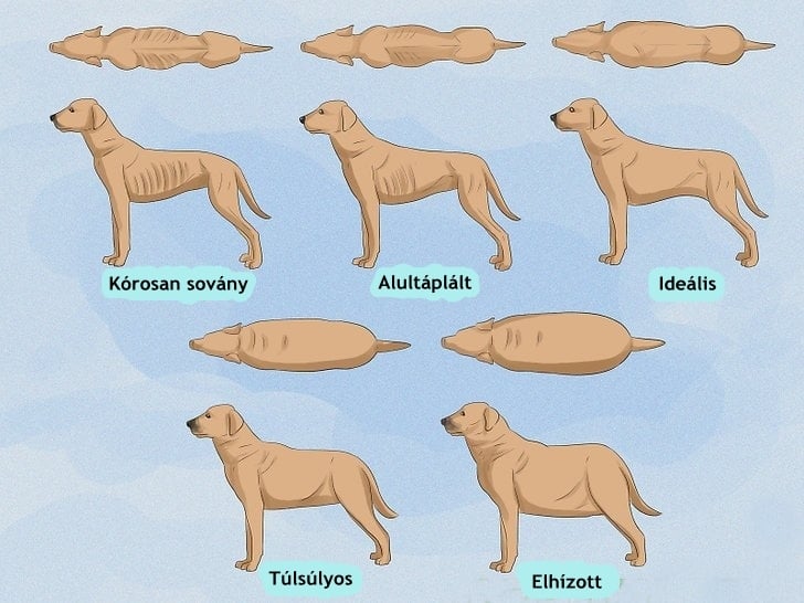 A kutya testfelépítésének fokozatai felülnézetből és oldalról