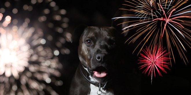 Sok kutya retteg a tűzijátéktól - néhány településen azonban legalább a városi szilveszteren nem lesz tűzijáték!