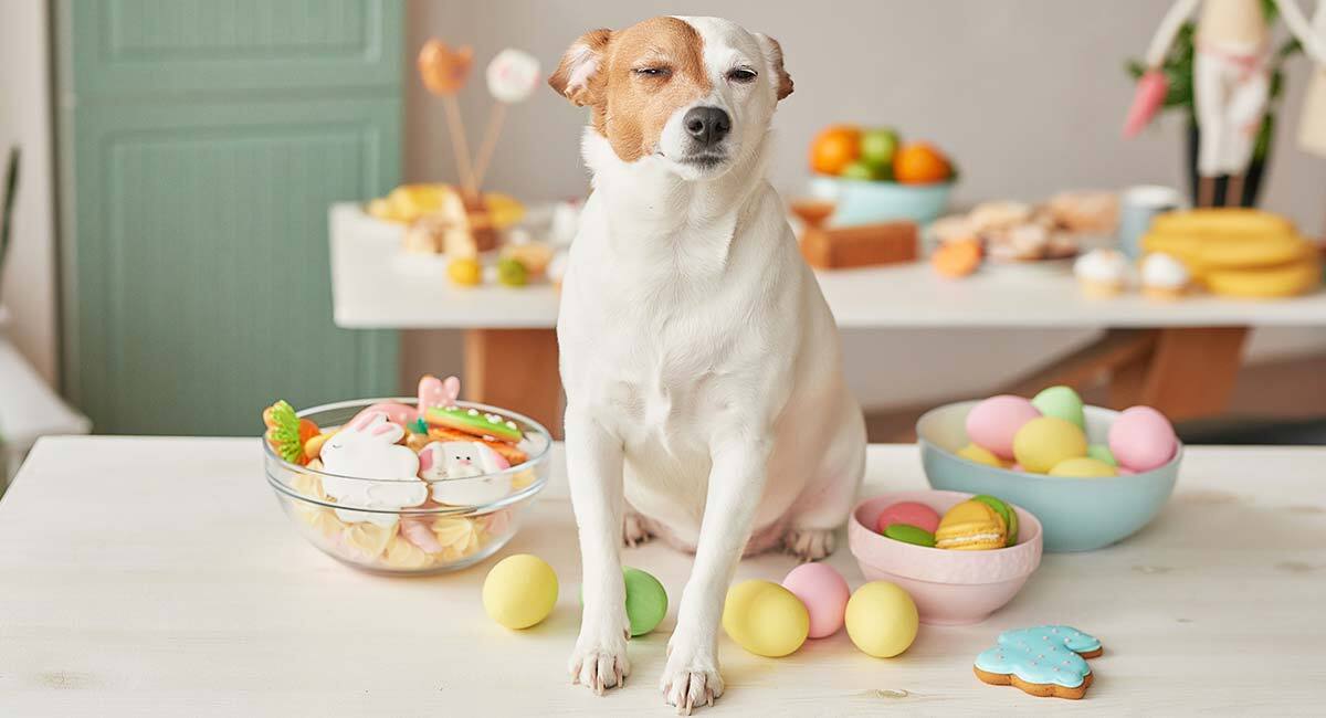 Sütemények, édességek, tojásfesték... mindet tartsuk a kutya számára elérhetetlen helyen!