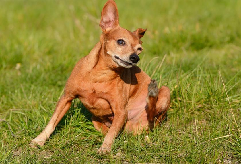 Rovarcsípés - Jellemző tünet a viszketés, melyet vakarózással igyekszik enyhíteni a kutya