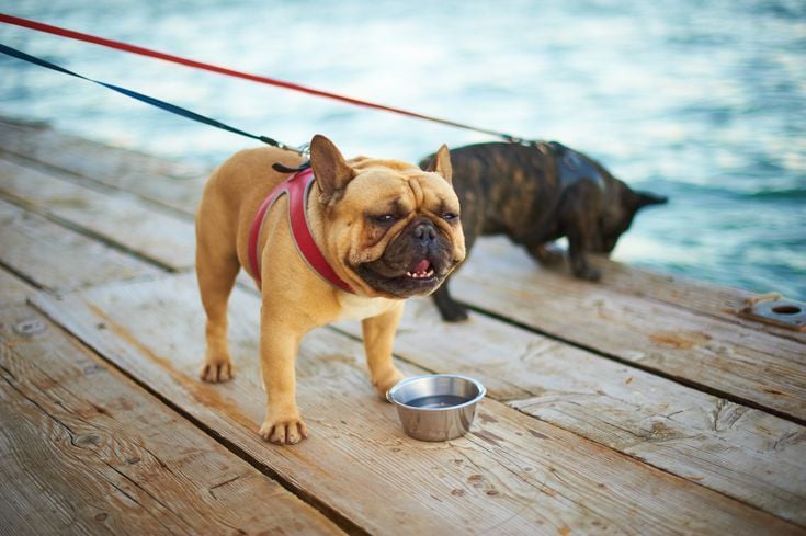 Ha hosszabb sétára indulunk kutyánkkal, mindig vigyünk magunkkal vizet - nyáron a rövidebb sétára is