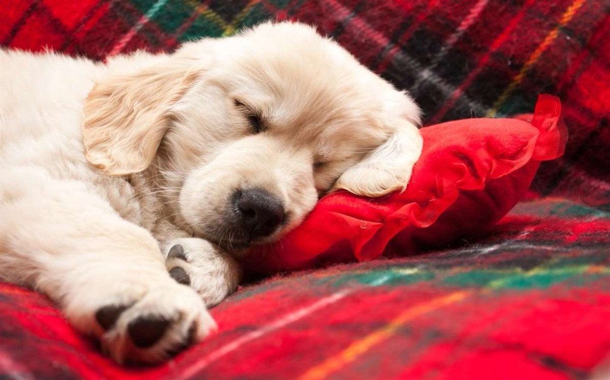 A pihentető alvás elengedhetetlen a kutya jó közérzetéhez, egészségéhez - már kölyökkortól
