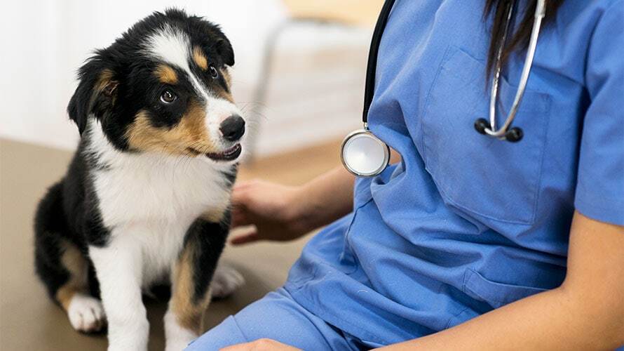 Sérv gyanúja esetén fontos, hogy a kutya mielőbb állatorvosi ellátást kapjon