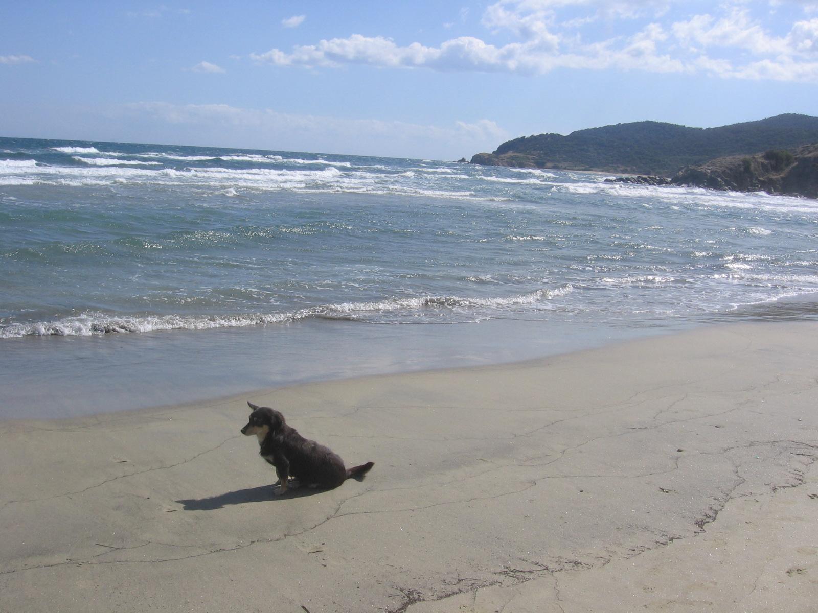 Kormi, a magányos kóbor kutya a görög tengerparton