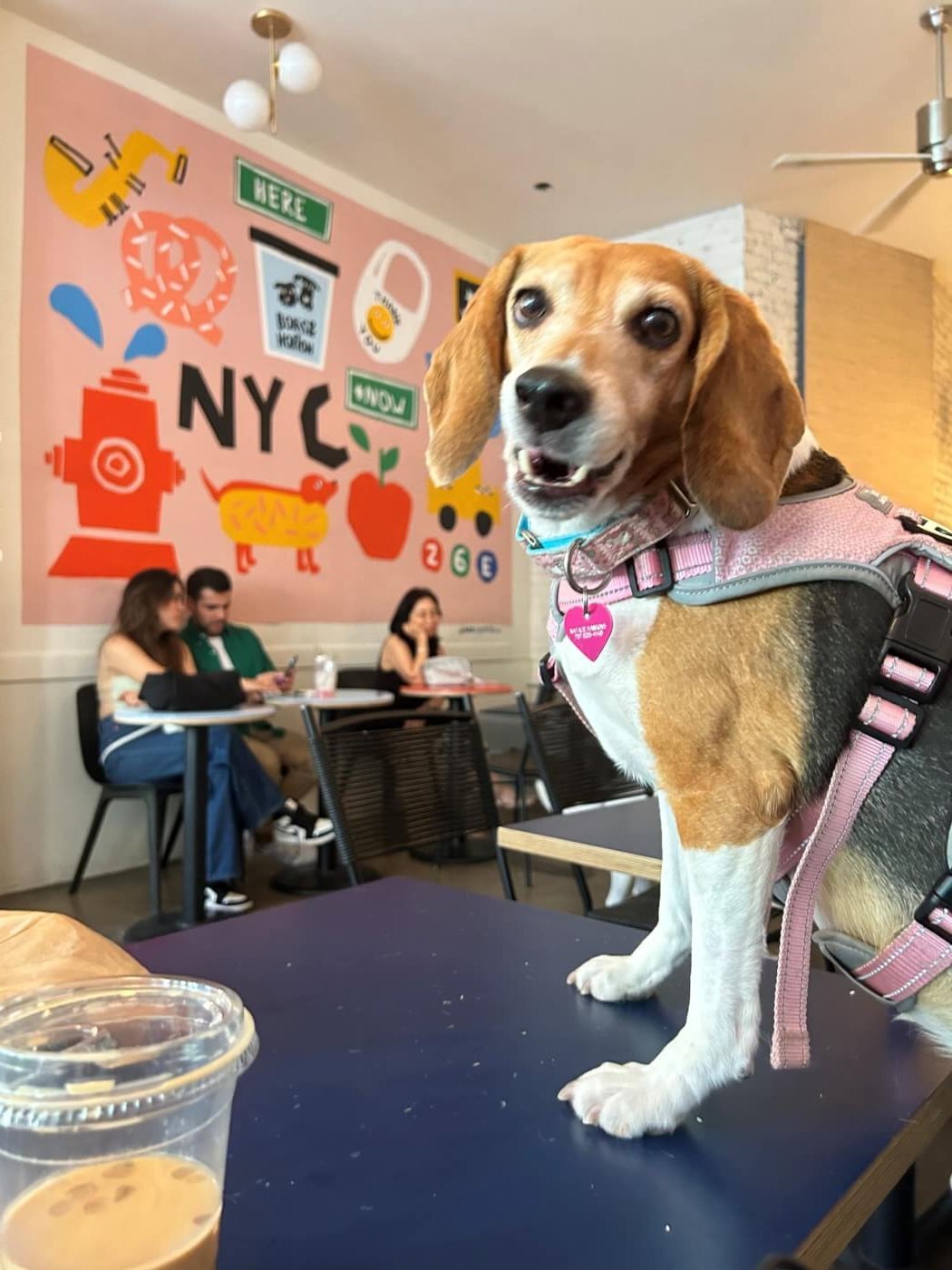 Mabel ma - a beagle imád kutyabarát étterembe és kávézóba járni