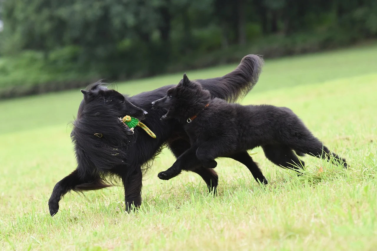 Fekete bunda - A hasonló szín is szerepet játszhat abban, kivel barátkozik szívesen a kutya