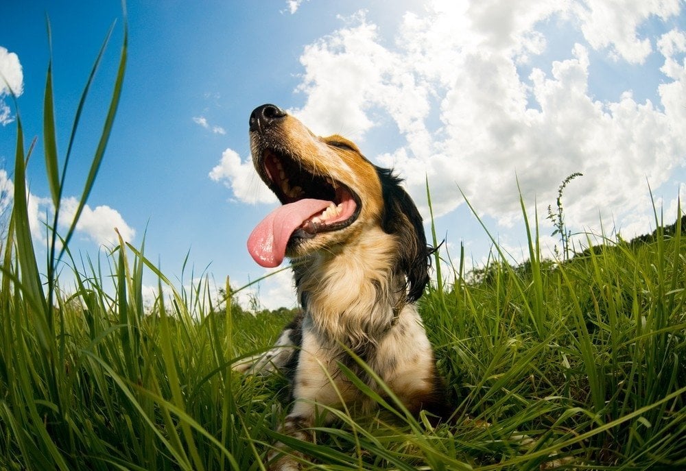 Lihegés és remegés kutyáknál - a két tünet megjelenhet önmagában, de együttesen is