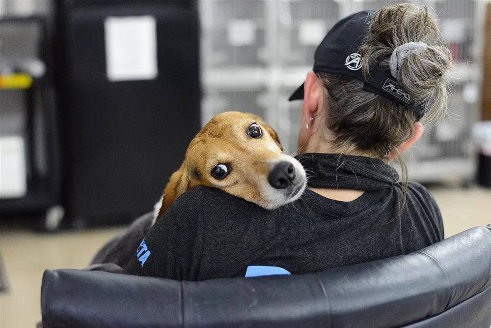 A beagle hét éven át élt a kísérleti célokra szánt kutyák tenyésztelepén