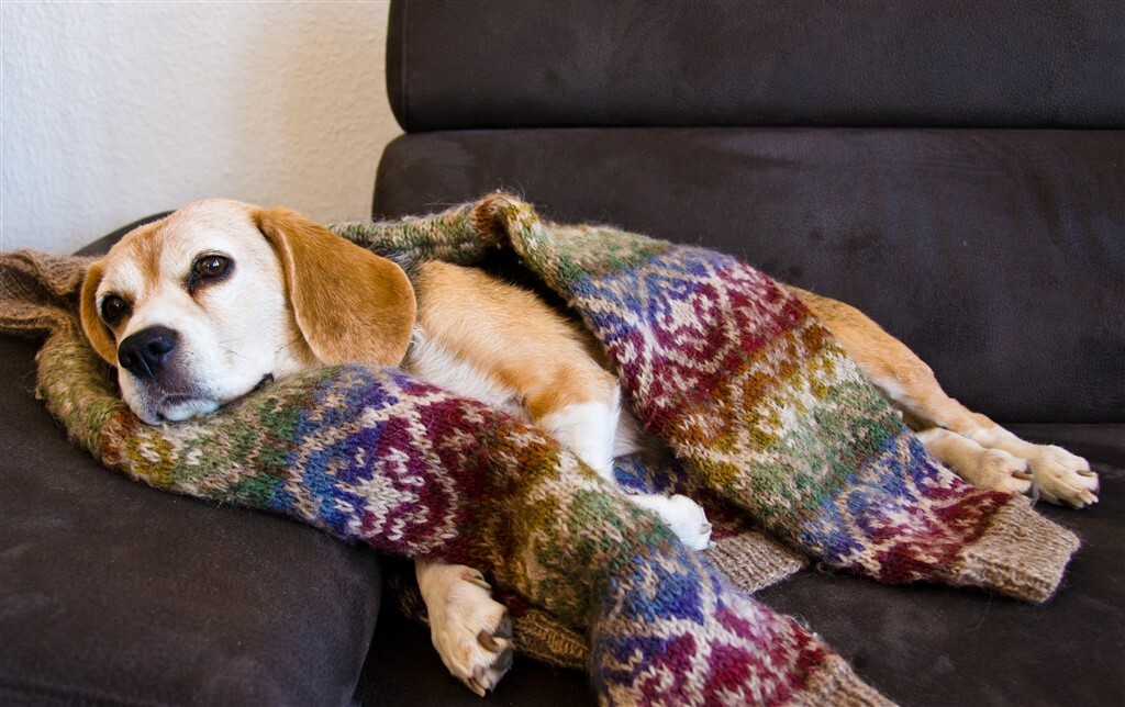 A gazdik kedvenc pulóvere biztonságérzettel töltheti el a kutyát is